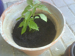 soil for chilli plants