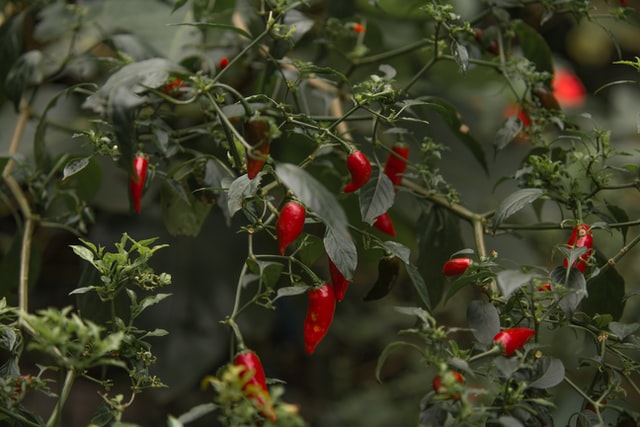 Chilli Pepper Plant Care