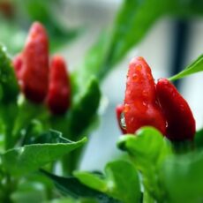 How To Grow Chilli Plants Faster